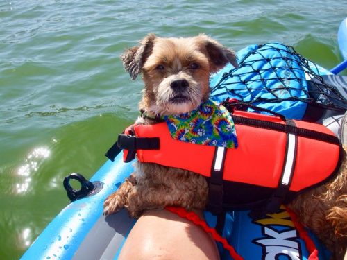 dogs kayaking in phoenix summer