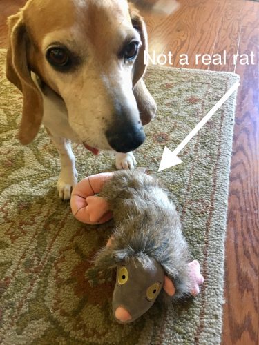 artie and the faux roof rat