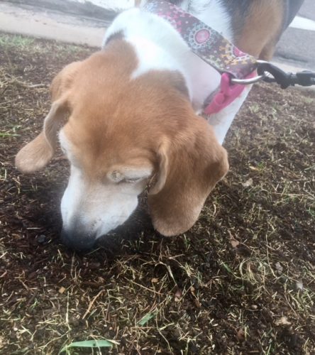 artie trying to sample fertilizer on winter grass