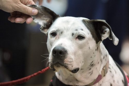 faux service dogs is one of Arizona laws regarding dogs 