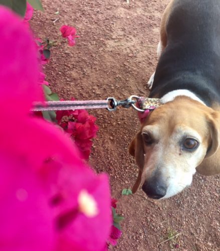 artie with springtime blooms and springtime allergies