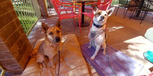 remmy and friend engage in dining out at spokes on broadway