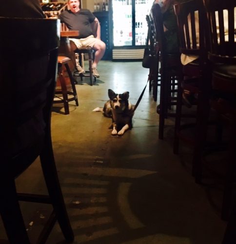 dog in flagstaff bar