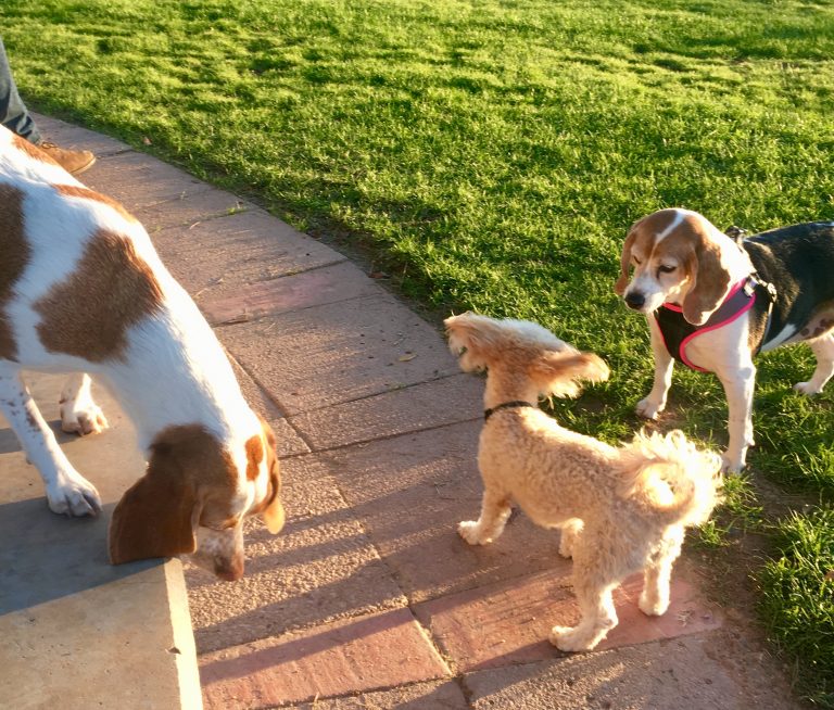 Having a dog Happy Dog Phoenix